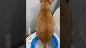 Toilet Training My 6 Cats 😅