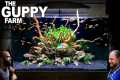The Guppy Farm: EXOTIC Guppy, Island