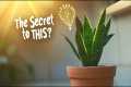 Unlock the Secret to Thriving Snake