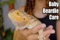 Baby Bearded Dragon Care - Beginner