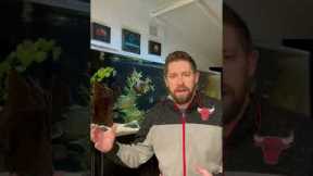 Crystal Clear Aquarium Water - 5 Tips 💎