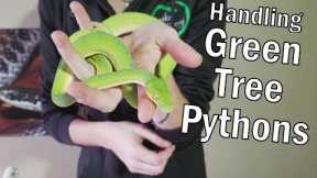 How to Handle Green Tree Pythons