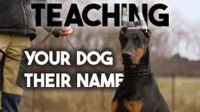 How to teach your dog his NAME or CHANGE his name!