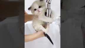 My Cat Forgets How to Be a Cat #cat #kitten #fun #funny #pets #animals #funnyvideo #usa