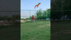 Belgian Malinois Jump Training #dogtraining #shepherd #dogtraining #dog #puppy #malinois jumping