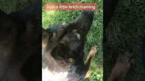 Playful dog training tips for k9 enthusiasts #k9training #policedog #howto