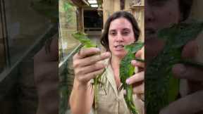 Lizards that run on water!🦎😱