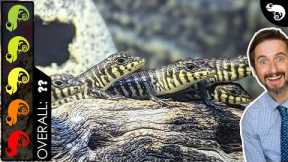 Zebra Skink, The Best Pet Lizard?