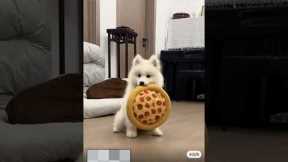🐶 Adorable Puppies Doing the Cutest Things! 🥰 (PART 14) #puppylove #cutedogs #dogtricks #dogtraining
