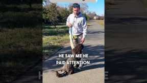 How To Teach A PERFECT Heel In 15 Minutes! #dogtraining