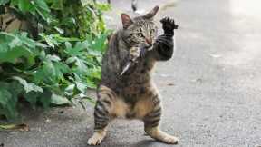 Cats Getting More Silly 😂 Funniest Cat Videos 2025