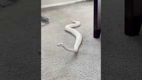 Ball Pythons are Hilarious