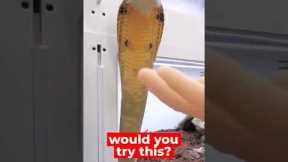 how to safely pet a king cobra  ( Venomous Snake )