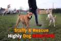 Heartbreaking to Hopeful: Staffy X