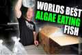I BOUGHT THE WORLDS BEST ALGAE EATING 