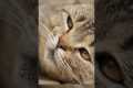 Ways To Make A Cat Like You