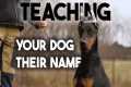 How to teach your dog his NAME or