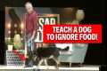 How To Teach A Dog To Be Patient With 