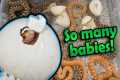 Adorable Baby Bullsnakes Hatching!