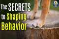 Use These Simple Shaping Hacks To