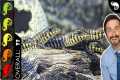 Zebra Skink, The Best Pet Lizard?