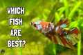The Top 10 Species of Freshwater