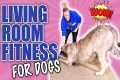 5 Tricks To Teach Your Dog That Will