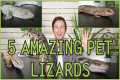 Five of the Best Pet Lizards You