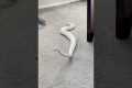 Ball Pythons are Hilarious