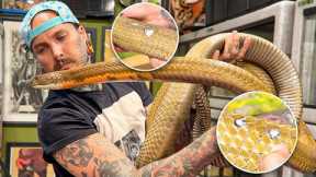 What’s WRONG with my KING COBRA ?! | Rusty Update