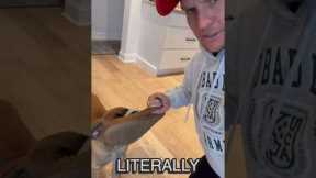 How to STOP your puppy from biting on everything! Puppy Training Tips! #puppytraining