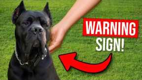 5 Signs Your Dog Owns You...And How To Fix It!