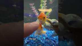 NEW GOLDFISH TANK