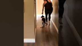 START HERE With Your Puppy Walking Training