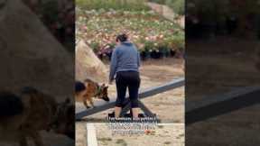 Dog training tip: using the seesaw during agility training #dogshorts #pets #dogs #dogtraining #fyp
