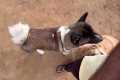 Akita dog breed is too funny 🤣