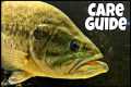 How To Raise Pet Bass! Largemouth
