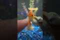 NEW GOLDFISH TANK