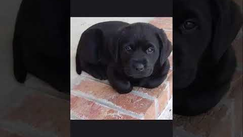 #funny Labrador Puppy Training Videos | Dog Training | How to train your dog | #short #dog #youtube