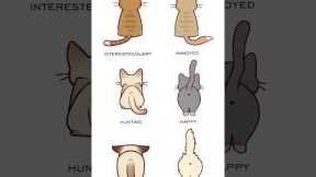 Cat Tail Language - Cat Tail Meaning Body Language