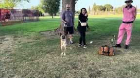 Rescue Dog Turns Out Super Reactive. Dog Daddy Comes To Help.