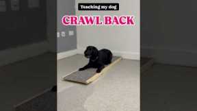 Teach your dog this fun, easy trick! 🐾 #dog #tutorial