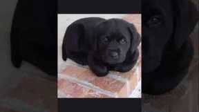 #funny Labrador Puppy Training Videos | Dog Training | How to train your dog | #short #dog #youtube