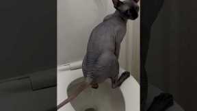 Adult Cat Toilet Trained in 11 Days |  Works for ALL Breeds, ANY Age! #arigatocats #viralcatvideos