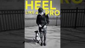How to teach your dog the heel command. #dogtrainer #puppy #puppytraining