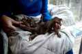 Baby Kinkajous for sale, Four baby