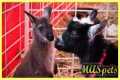 The Easiest Exotic Pets to Care For??