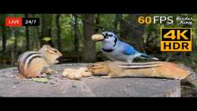 🔴 24/7 LIVE: Cat TV for Cats to Watch 😺 Unpredictable Birds Chipmunks and Squirrels 4K Cat Games