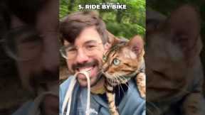 10 Tricks You Can Teach Your Cat