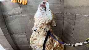 The Most DRAMATIC Groom I've Ever Done - She Wouldn't Stop Screaming 💩😭 | Alaskan Malamute